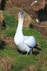 Northern Gannet